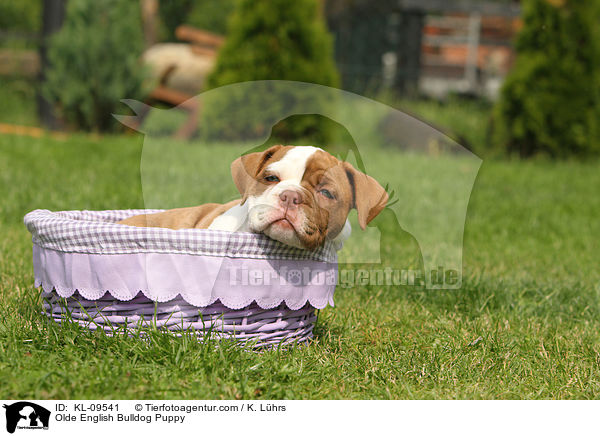 Olde English Bulldog Welpe / Olde English Bulldog Puppy / KL-09541