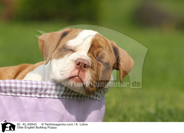 Olde English Bulldog Welpe / Olde English Bulldog Puppy / KL-09542