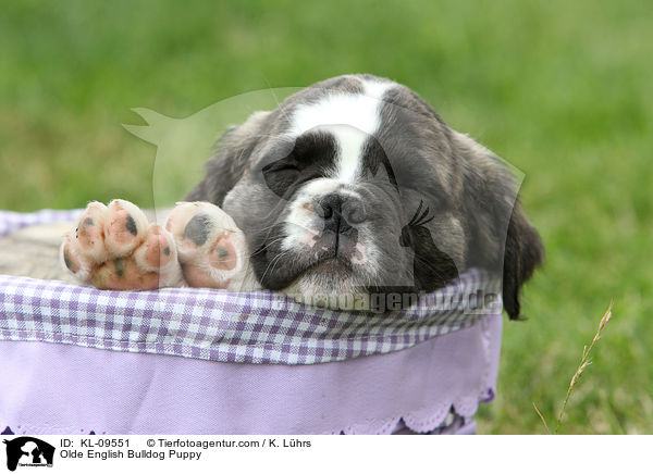 Olde English Bulldog Welpe / Olde English Bulldog Puppy / KL-09551