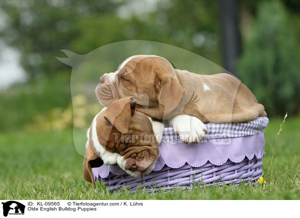 Olde English Bulldog Welpen / Olde English Bulldog Puppies / KL-09565