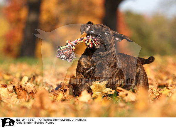 Olde English Bulldog Welpe / Olde English Bulldog Puppy / JH-17557
