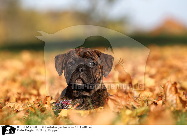 Olde English Bulldog Welpe / Olde English Bulldog Puppy / JH-17558