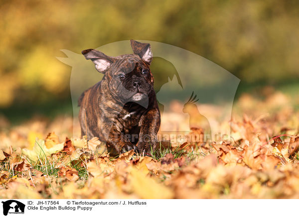 Olde English Bulldog Welpe / Olde English Bulldog Puppy / JH-17564