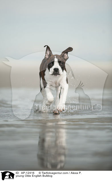 junge Olde English Bulldogge / young Olde English Bulldog / AP-12416
