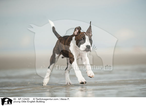 junge Olde English Bulldogge / young Olde English Bulldog / AP-12420