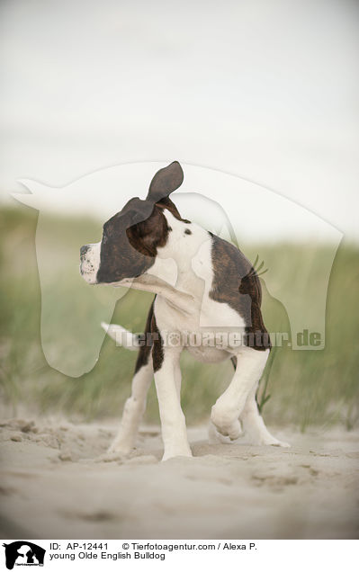 junge Olde English Bulldogge / young Olde English Bulldog / AP-12441