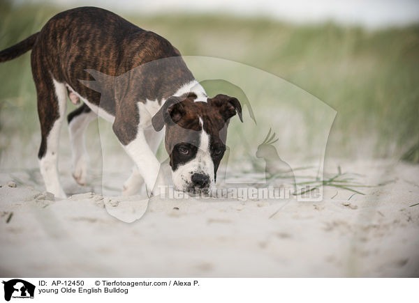 junge Olde English Bulldogge / young Olde English Bulldog / AP-12450