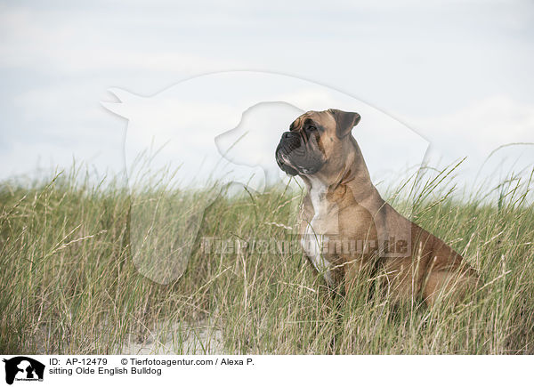 sitzende Olde English Bulldogge / sitting Olde English Bulldog / AP-12479