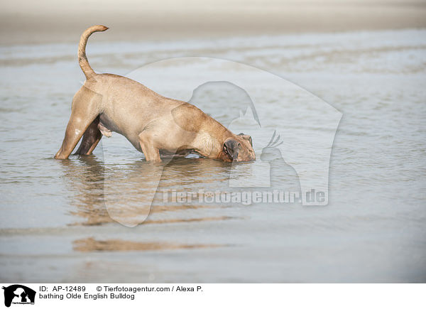 badende Olde English Bulldogge / bathing Olde English Bulldog / AP-12489