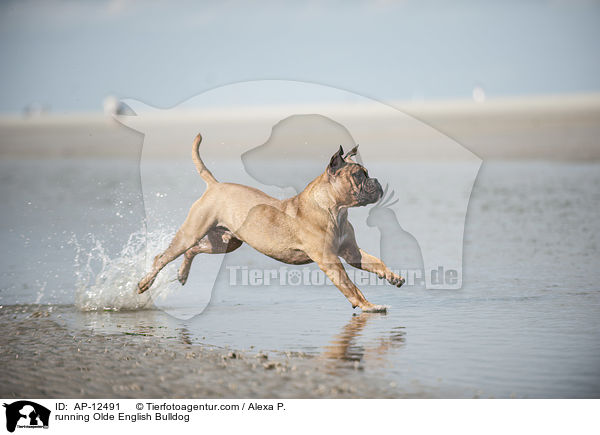 rennende Olde English Bulldogge / running Olde English Bulldog / AP-12491