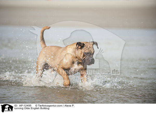 rennende Olde English Bulldogge / running Olde English Bulldog / AP-12495