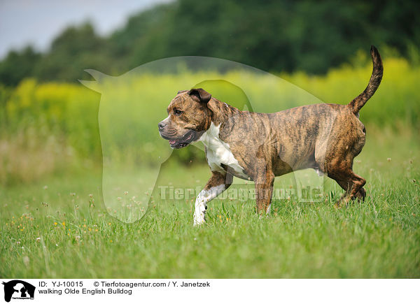 laufender Olde English Bulldog / walking Olde English Bulldog / YJ-10015