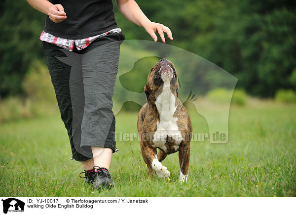 laufender Olde English Bulldog / walking Olde English Bulldog / YJ-10017