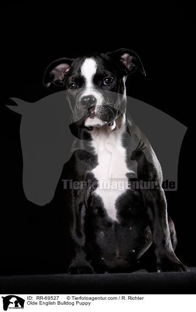 Olde English Bulldog Welpe / Olde English Bulldog Puppy / RR-69527