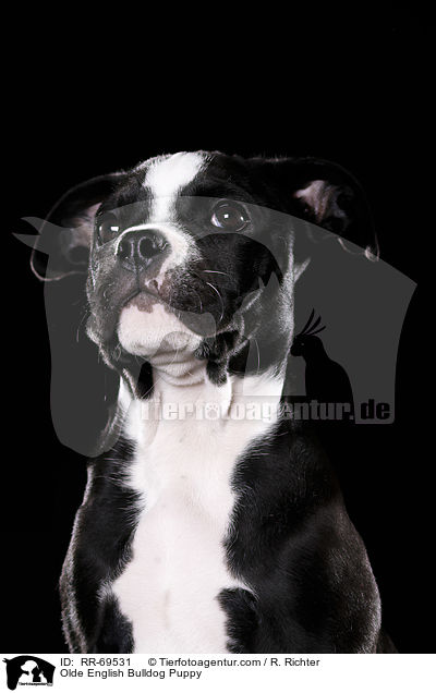 Olde English Bulldog Welpe / Olde English Bulldog Puppy / RR-69531