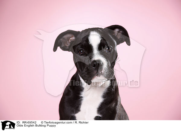 Olde English Bulldog Welpe / Olde English Bulldog Puppy / RR-69542