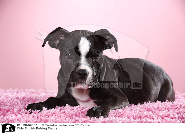 Olde English Bulldog Welpe / Olde English Bulldog Puppy / RR-69557
