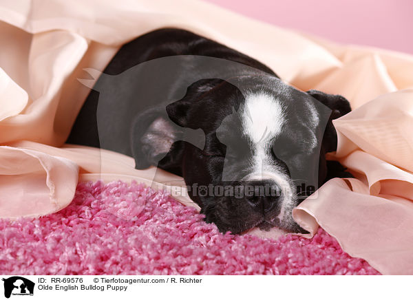 Olde English Bulldog Welpe / Olde English Bulldog Puppy / RR-69576
