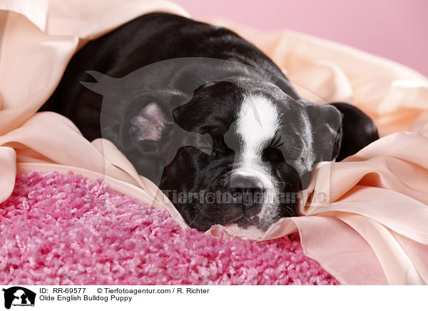 Olde English Bulldog Welpe / Olde English Bulldog Puppy / RR-69577