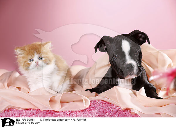 Kitten and puppy / RR-69584