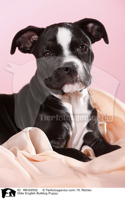 Olde English Bulldog Welpe / Olde English Bulldog Puppy / RR-69592