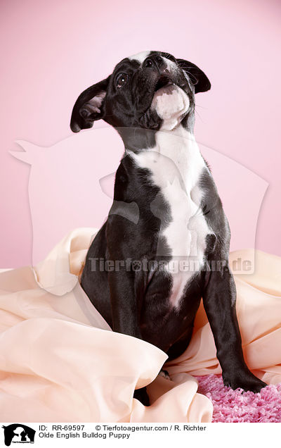 Olde English Bulldog Welpe / Olde English Bulldog Puppy / RR-69597