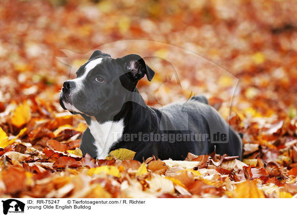 junge Olde English Bulldog / young Olde English Bulldog / RR-75247
