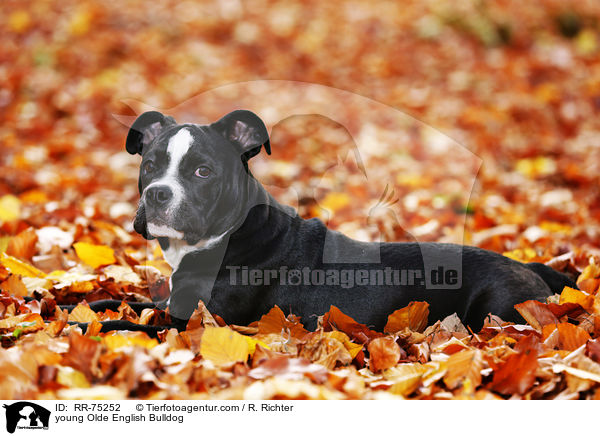 junge Olde English Bulldog / young Olde English Bulldog / RR-75252