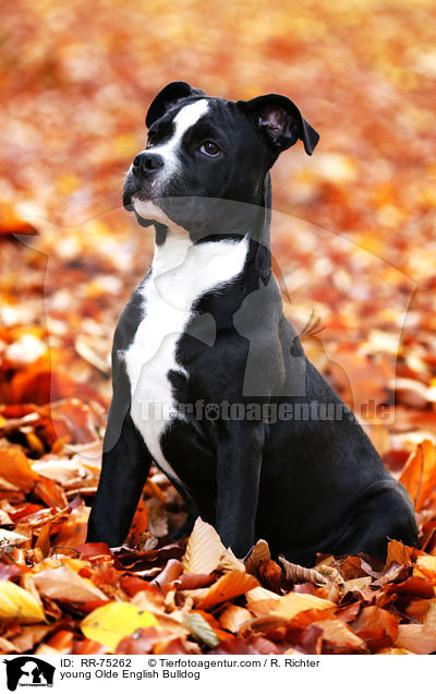 junge Olde English Bulldog / young Olde English Bulldog / RR-75262