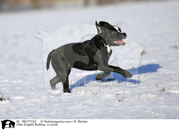 Olde English Bulldog  in snow / RR-77152