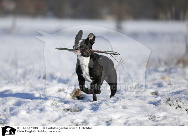 Olde English Bulldog  in snow / RR-77193