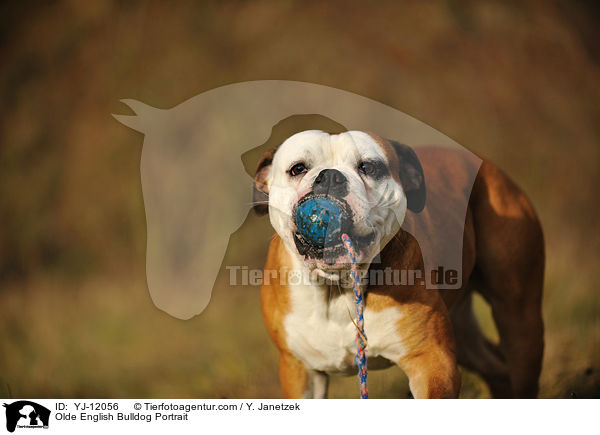 Olde English Bulldog Portrait / Olde English Bulldog Portrait / YJ-12056