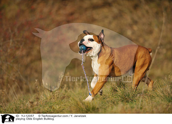 spielende Olde English Bulldog / playing Olde English Bulldog / YJ-12057