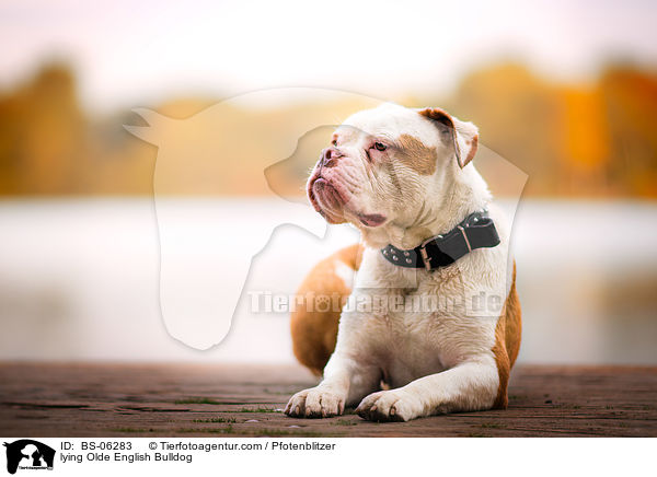 liegender Olde English Bulldog / lying Olde English Bulldog / BS-06283