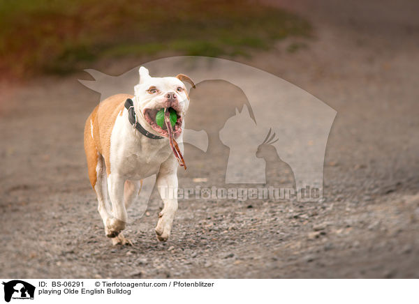 spielender Olde English Bulldog / playing Olde English Bulldog / BS-06291