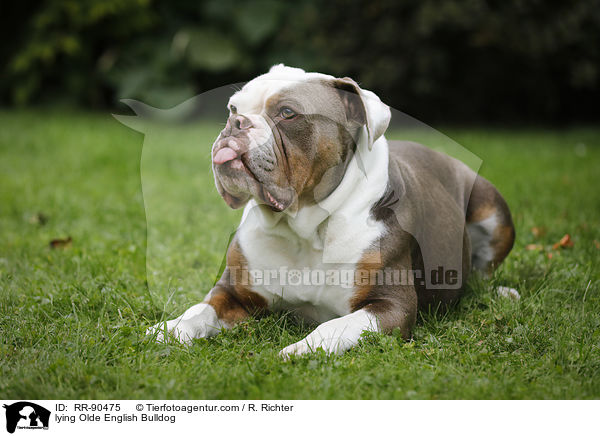 liegender Olde English Bulldog / lying Olde English Bulldog / RR-90475