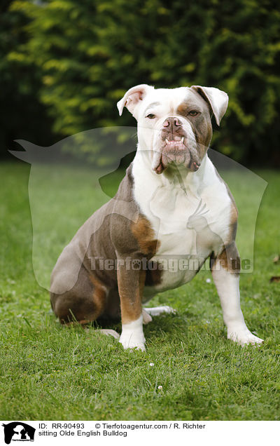 sitzende Olde English Bulldog / sitting Olde English Bulldog / RR-90493