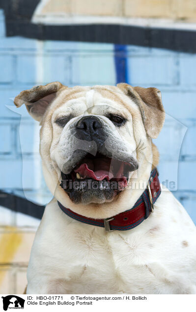 Olde English Bulldog Portrait / Olde English Bulldog Portrait / HBO-01771
