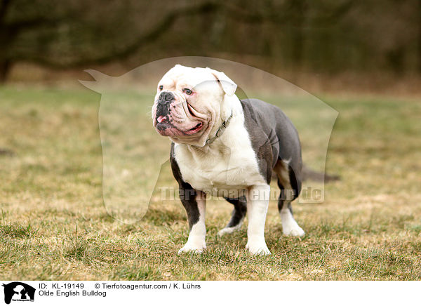 Olde English Bulldog / Olde English Bulldog / KL-19149