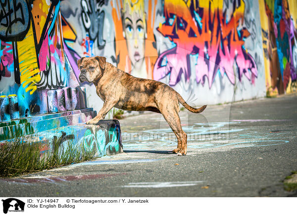 Olde English Bulldog / Olde English Bulldog / YJ-14947
