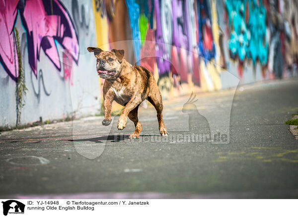 rennende Olde English Bulldog / running Olde English Bulldog / YJ-14948