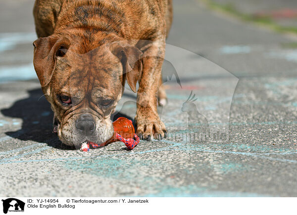 Olde English Bulldog / Olde English Bulldog / YJ-14954