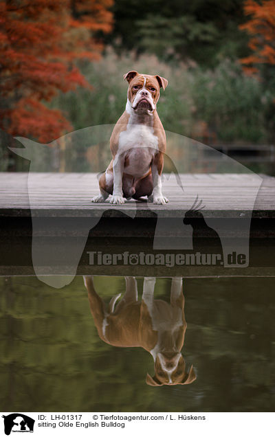 sitzende Olde English Bulldog / sitting Olde English Bulldog / LH-01317