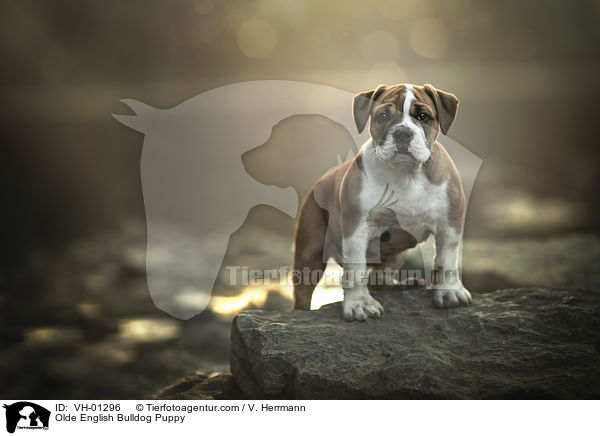 Olde English Bulldog Welpe / Olde English Bulldog Puppy / VH-01296