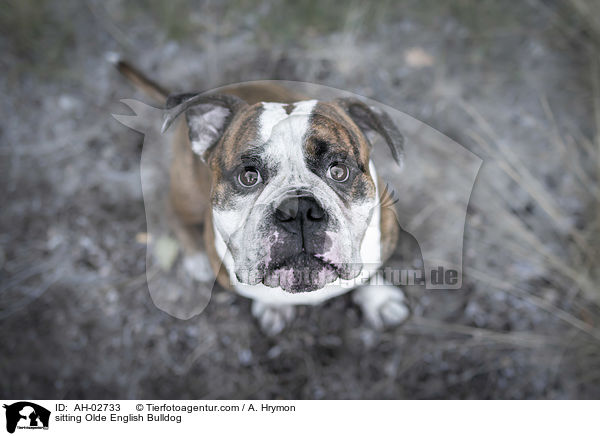 sitzender Olde English Bulldog / sitting Olde English Bulldog / AH-02733
