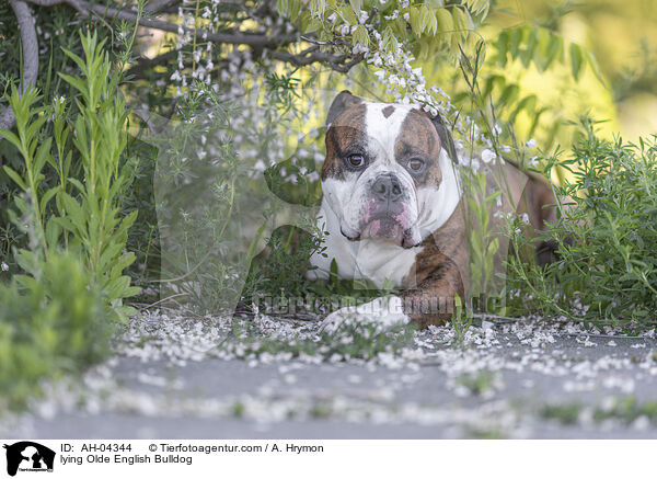 liegender Olde English Bulldog / lying Olde English Bulldog / AH-04344