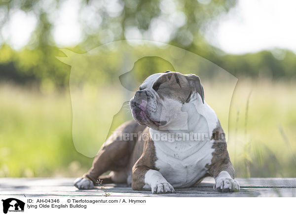 liegender Olde English Bulldog / lying Olde English Bulldog / AH-04346