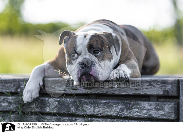 liegender Olde English Bulldog / lying Olde English Bulldog / AH-04350
