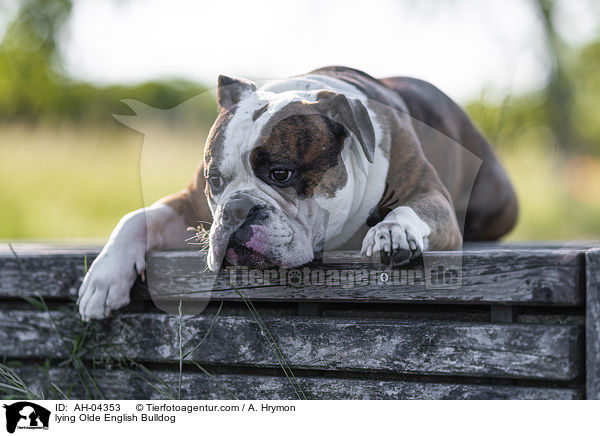 liegender Olde English Bulldog / lying Olde English Bulldog / AH-04353