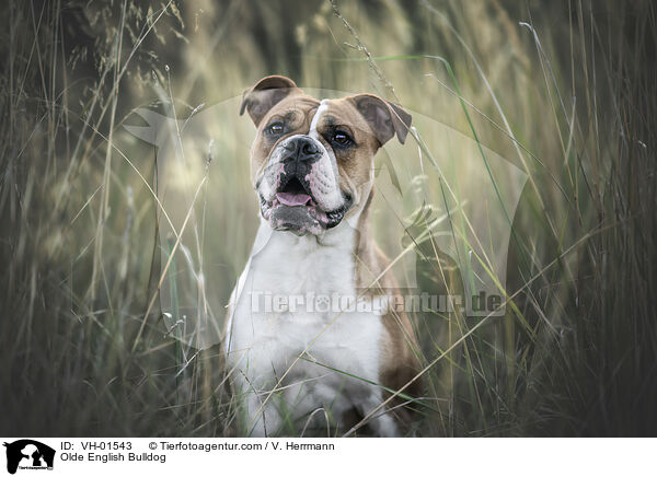Olde English Bulldog / Olde English Bulldog / VH-01543